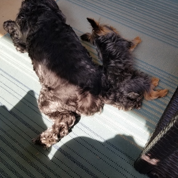 Welcome to Tag N Wag shop . Send offers and bundle. Thanks for stopping by! - Picture 10 of 10